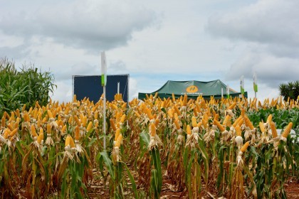 III Dia de Campo sobre milho é realizado