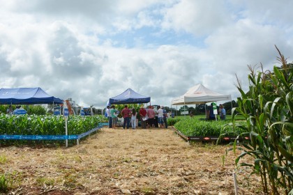 III Dia de Campo sobre milho é realizado