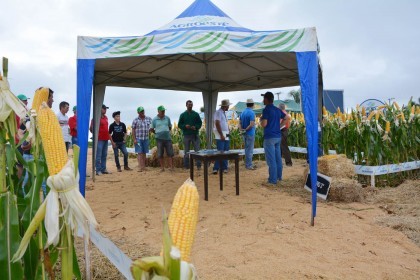 III Dia de Campo sobre milho é realizado