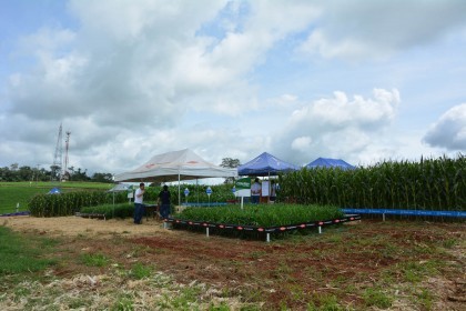 III Dia de Campo sobre milho é realizado