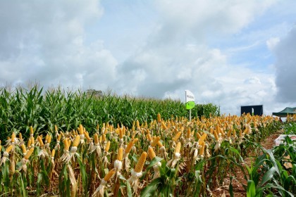 III Dia de Campo sobre milho é realizado