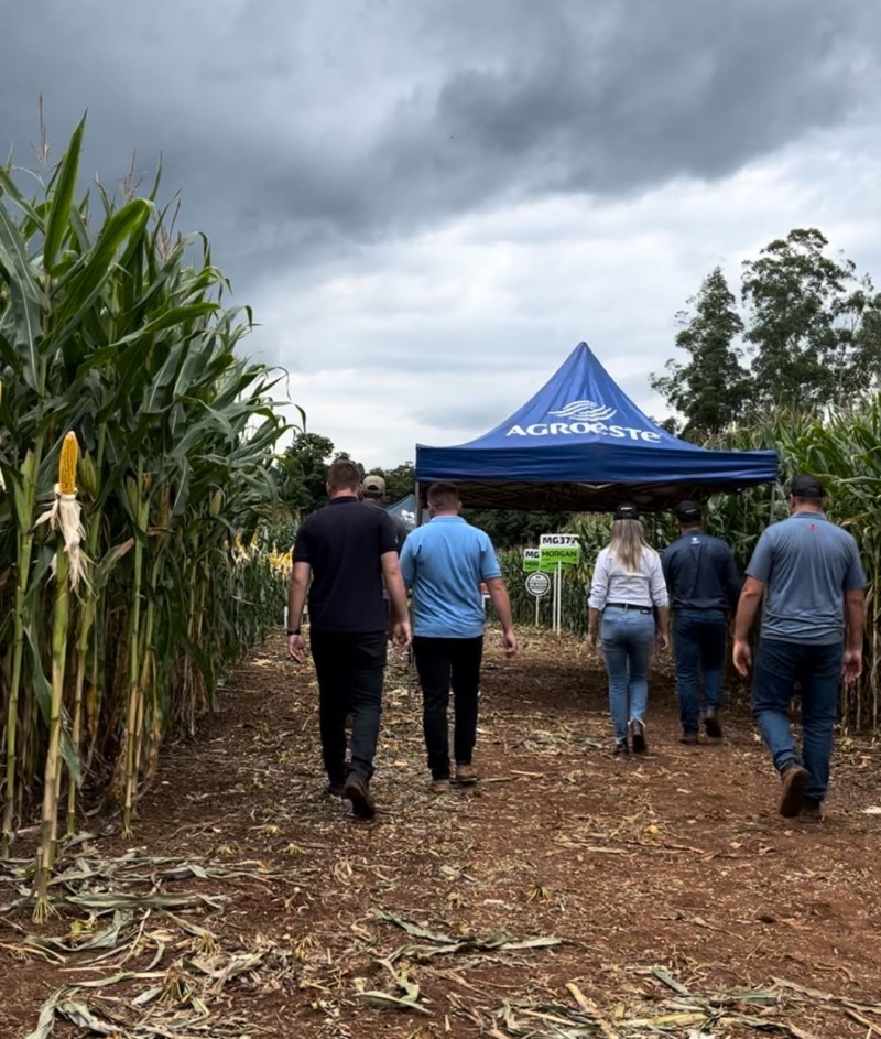 Iraí sedia Tarde de Campo e reúne produtores ligados a Cotrifred