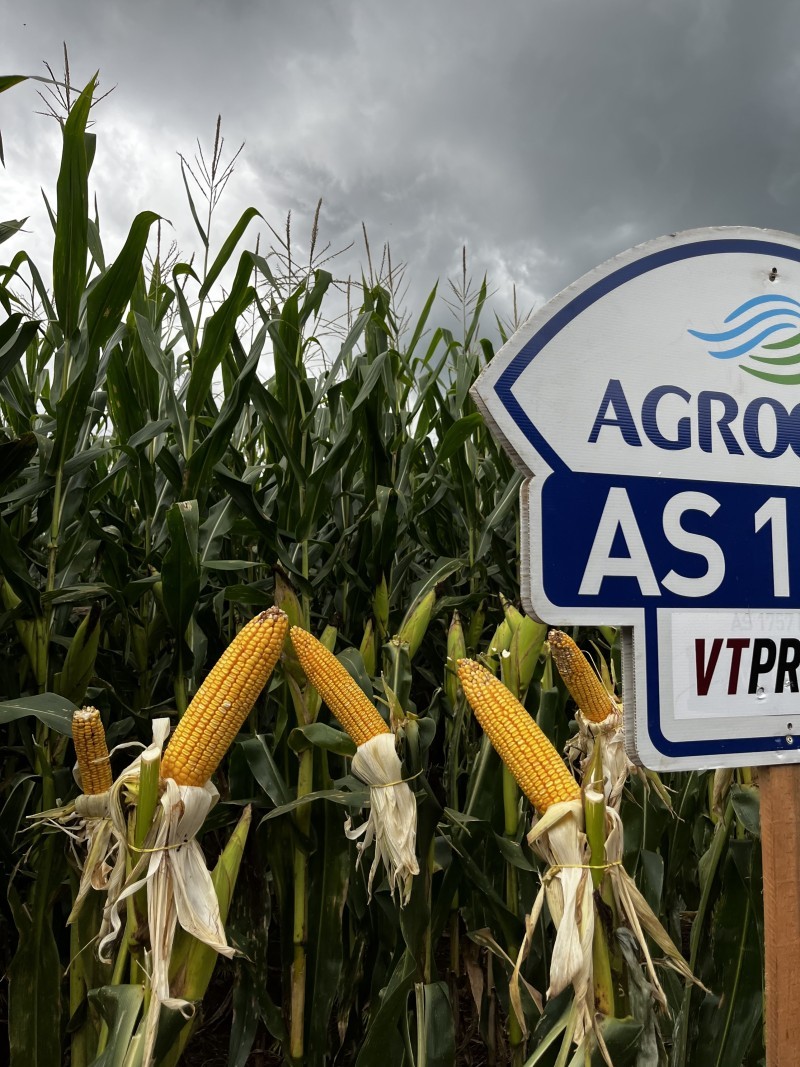 Iraí sedia Tarde de Campo e reúne produtores ligados a Cotrifred