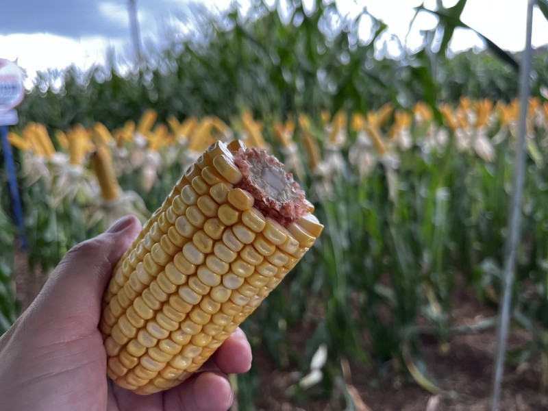 Iraí sedia Tarde de Campo e reúne produtores ligados a Cotrifred