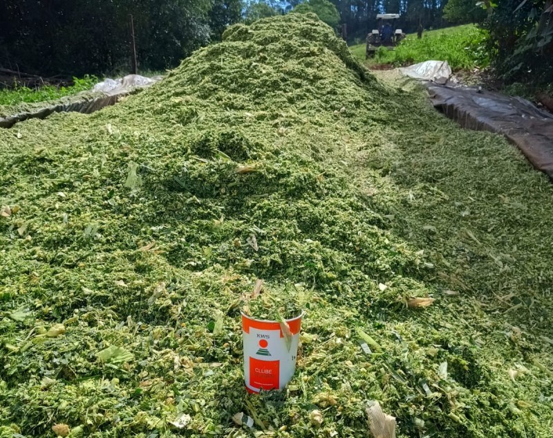 Pecuaristas trabalham na produção de silagem para rebanhos leiteiros