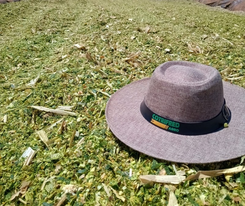 Pecuaristas trabalham na produção de silagem para rebanhos leiteiros