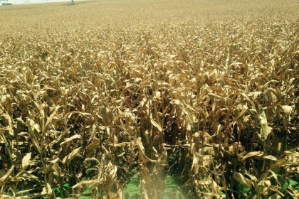 Preços animam produtores de milho do Rio Grande do Sul