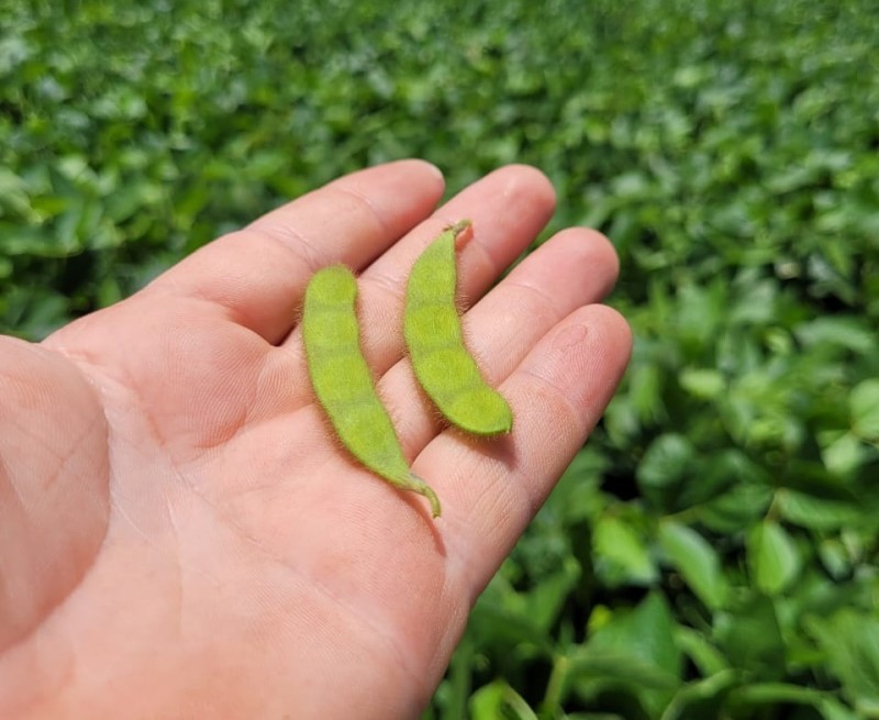 RS deve ter 6.811.344 hectares de soja nesta safra