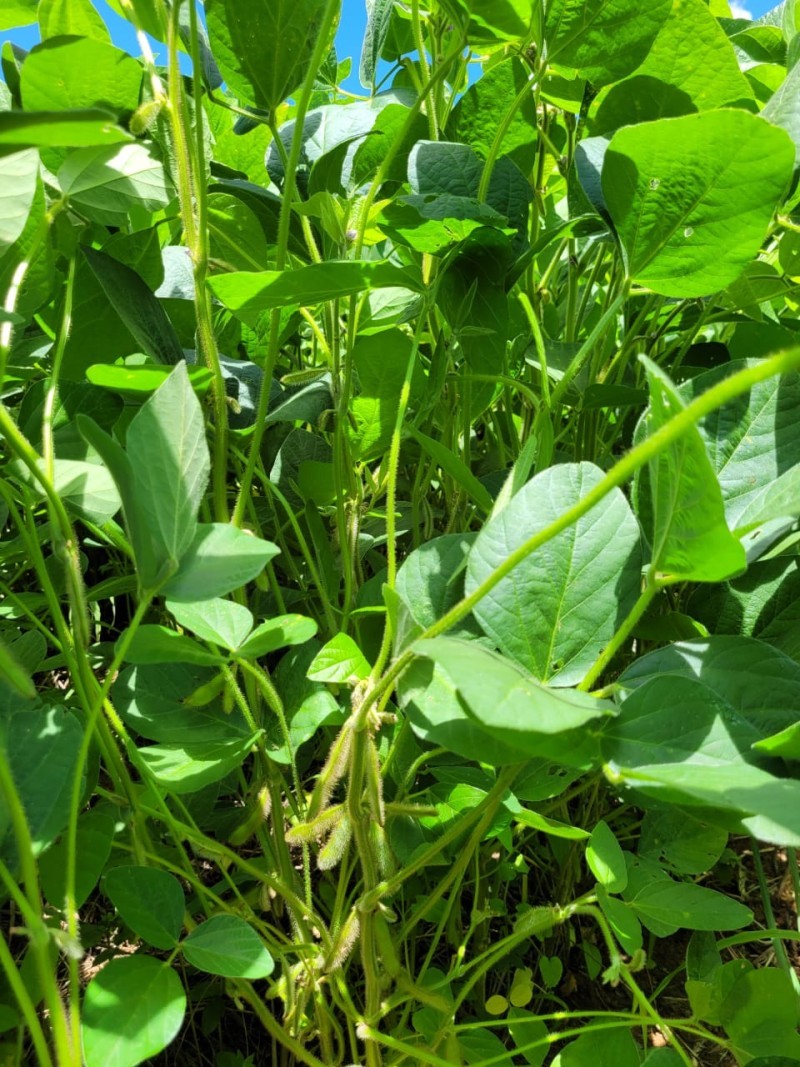 RS deve ter 6.811.344 hectares de soja nesta safra