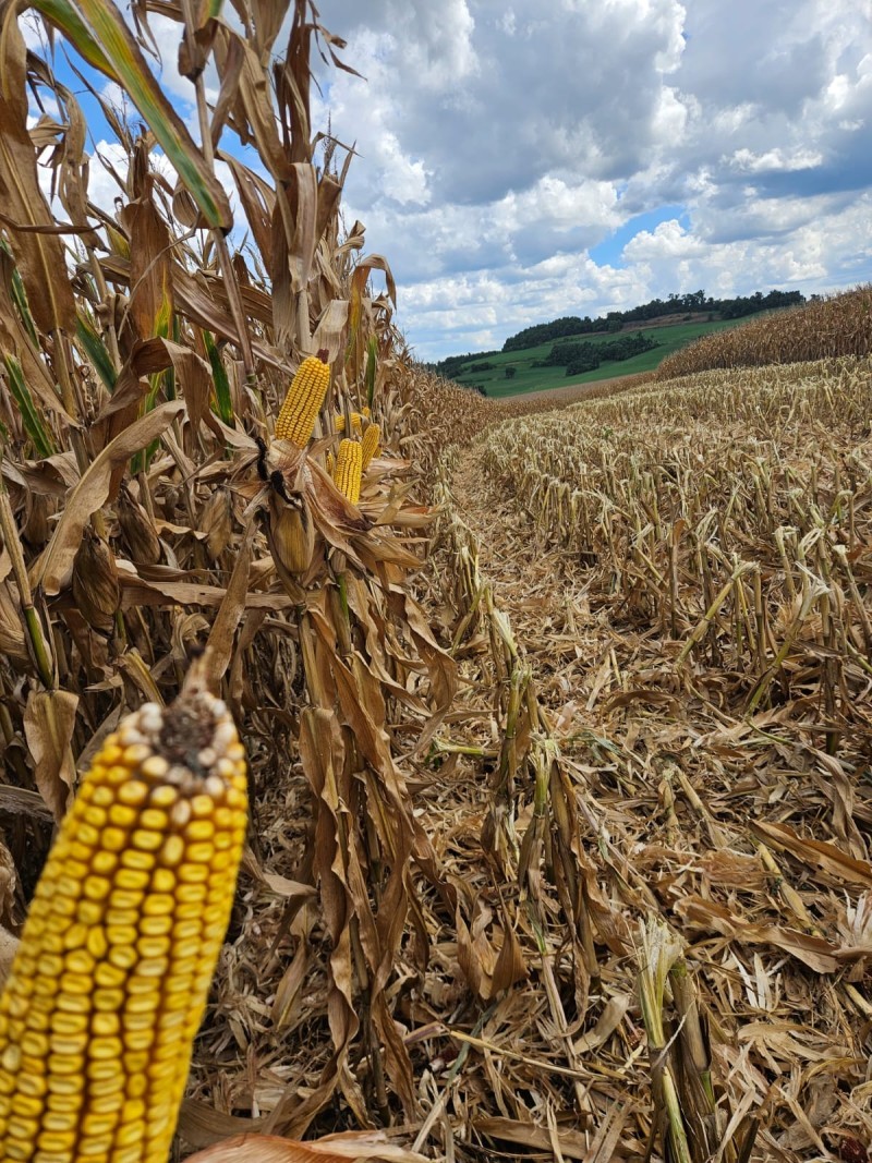 Safra de milho tem início e Cotrifred está preparada para receber a produção