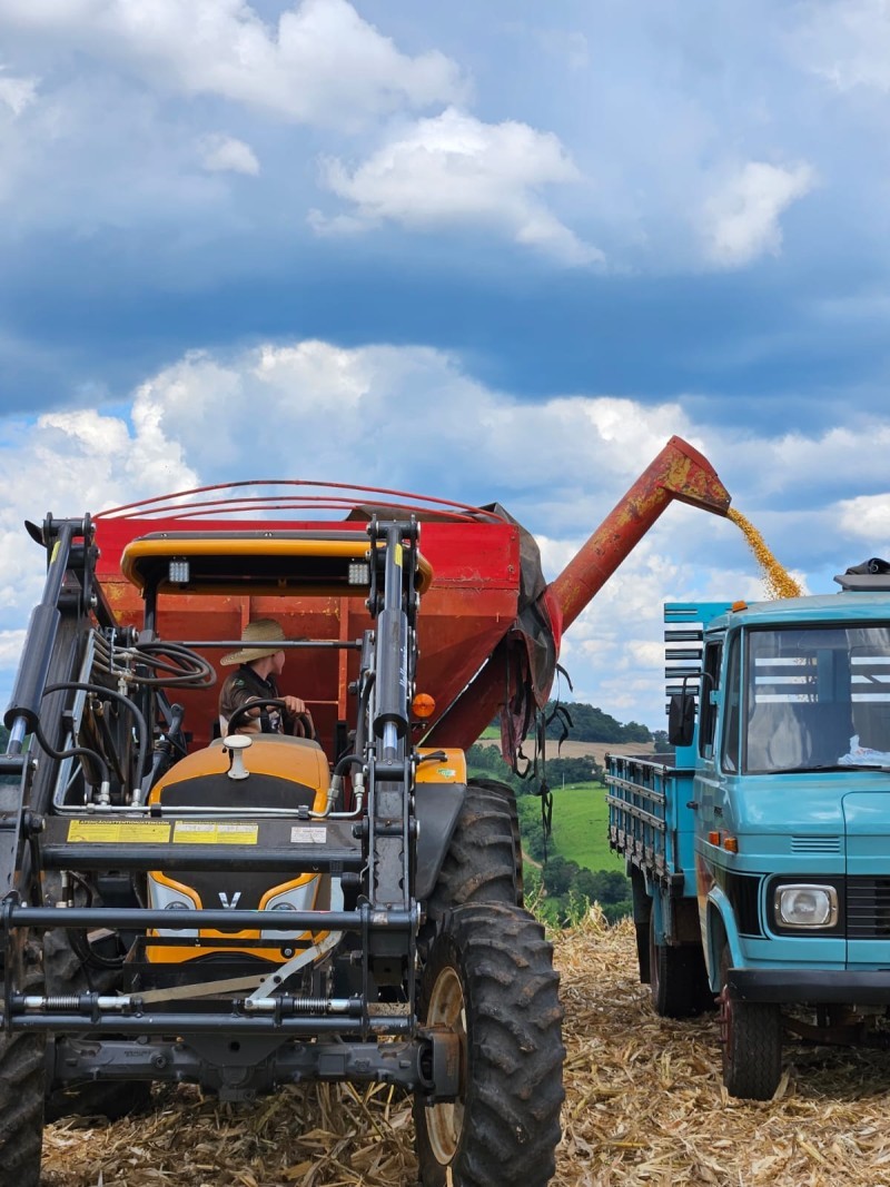 Safra de milho tem início e Cotrifred está preparada para receber a produção
