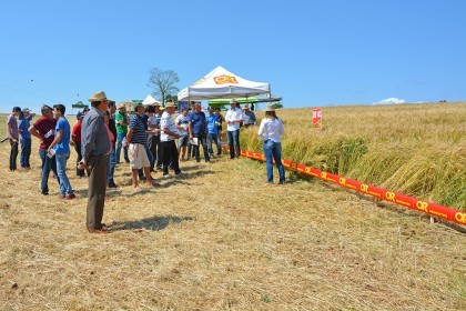 Tarde de Campo sobre Trigo é realizada pela COTRIFRED