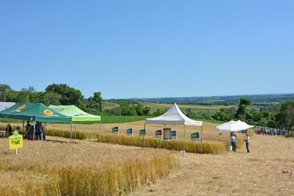 Tarde de Campo sobre Trigo é realizada pela COTRIFRED