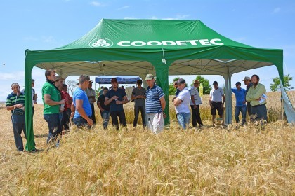 Tarde de Campo sobre Trigo é realizada pela COTRIFRED