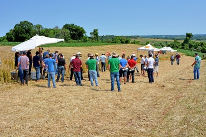 Tarde de Campo sobre Trigo é realizada pela COTRIFRED