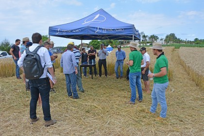 Tarde de Campo sobre Trigo é realizada pela COTRIFRED