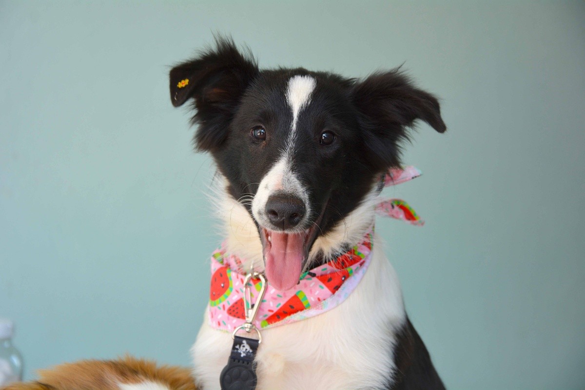 Unidade de Caiçara realiza o 1º Sábado Pet